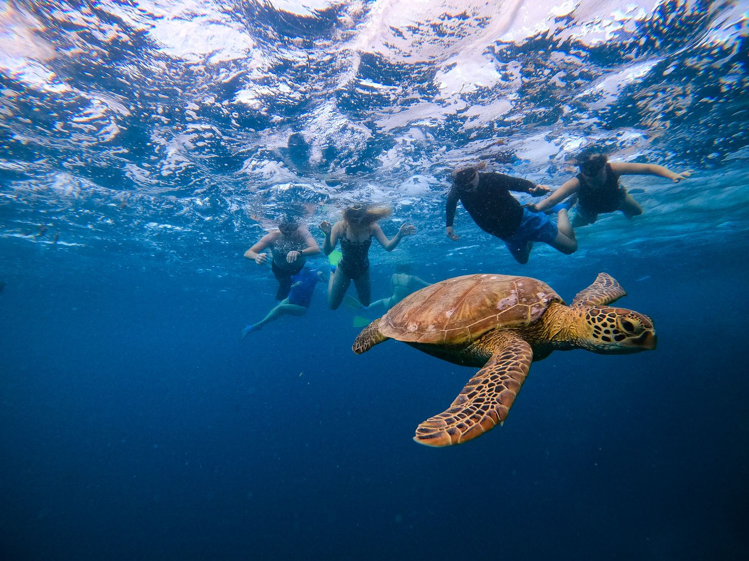 Sea turtle swims with snorkelers in crystal clear blue ocean waters.