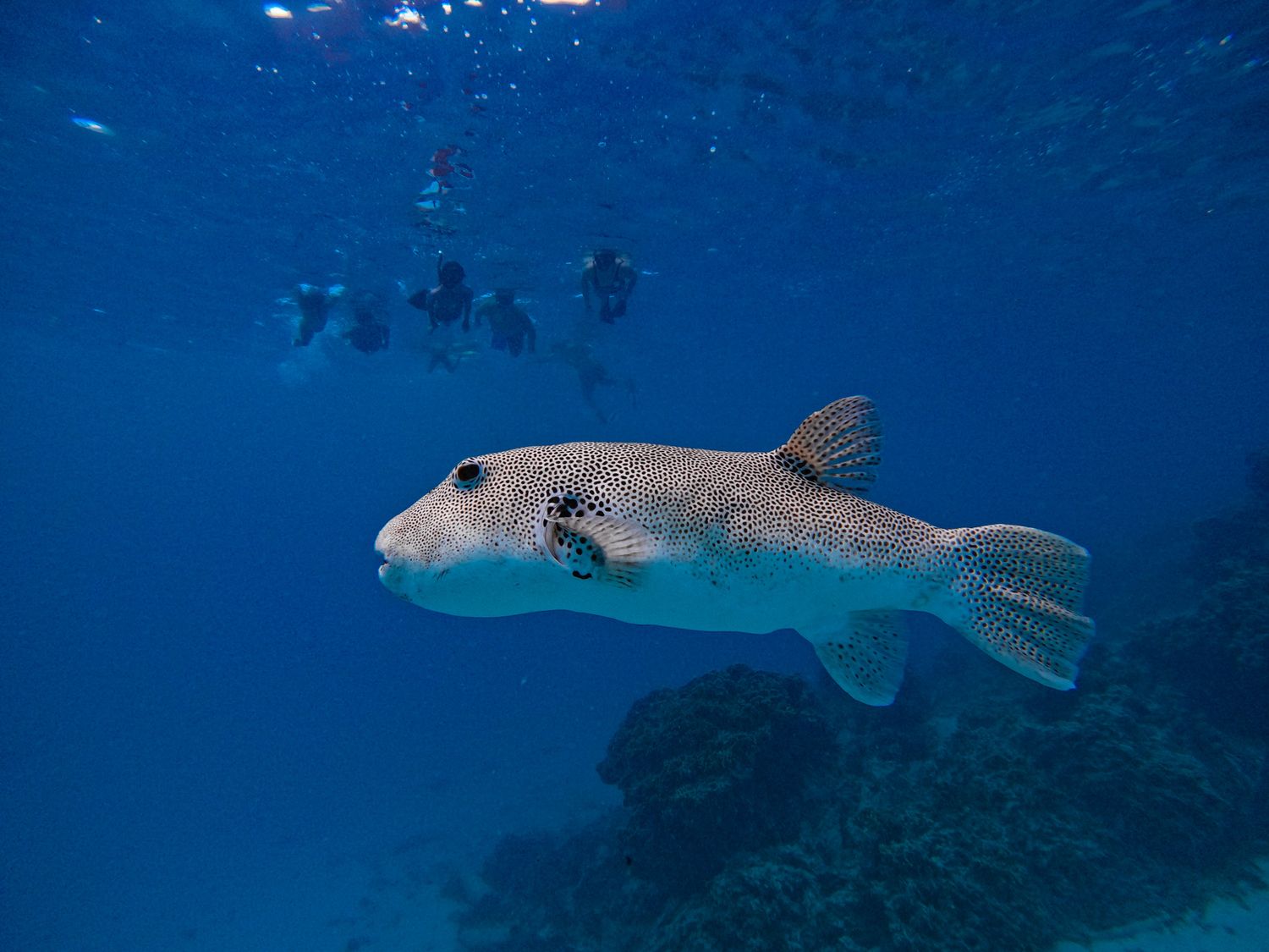 Large pufferfish swimming in clear blue ocean water with snorkelers visible in background.