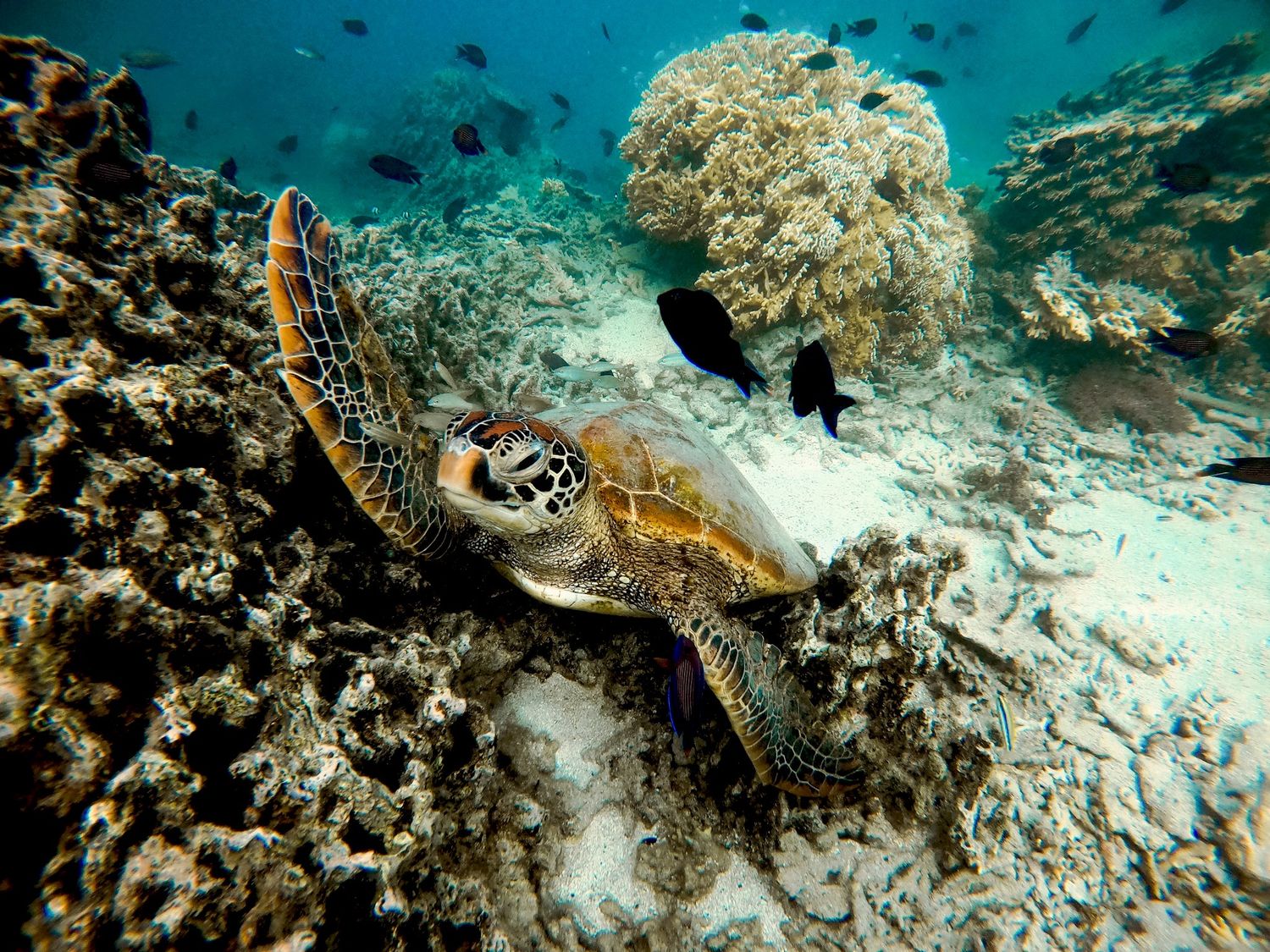 Green sea turtle swimming gracefully over vibrant coral reef with tropical fish in crystal clear waters.