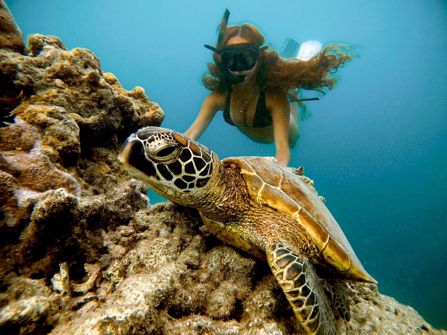 A sea turtle rests on coral reef as snorkeler observes from above in clear blue tropical waters.