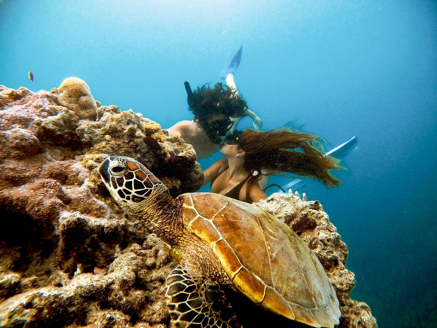 Sea turtle resting on coral reef with snorkeler swimming nearby in turquoise ocean water.
