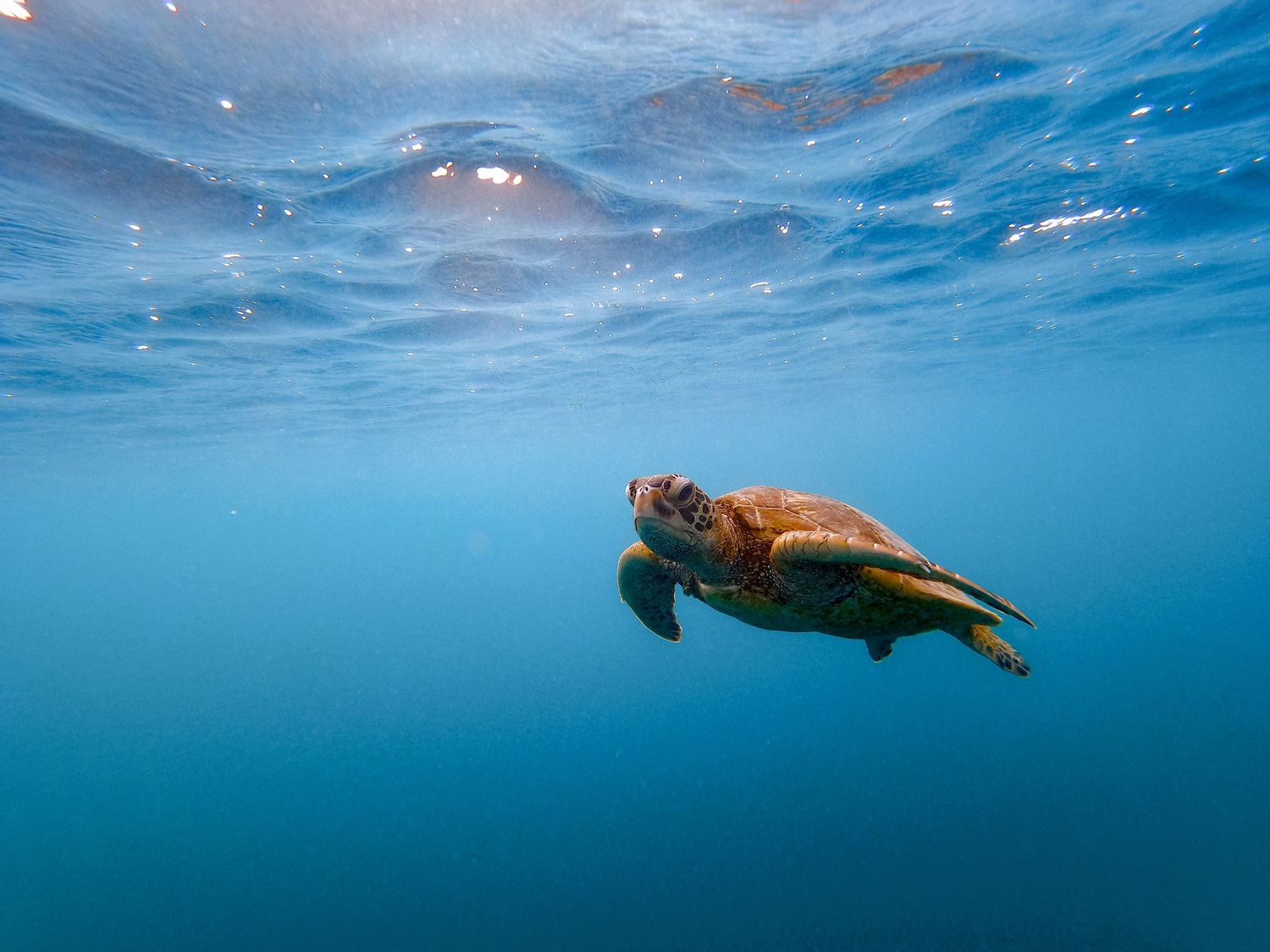 Green sea turtle glides through tranquil blue waters under sunlit surface.