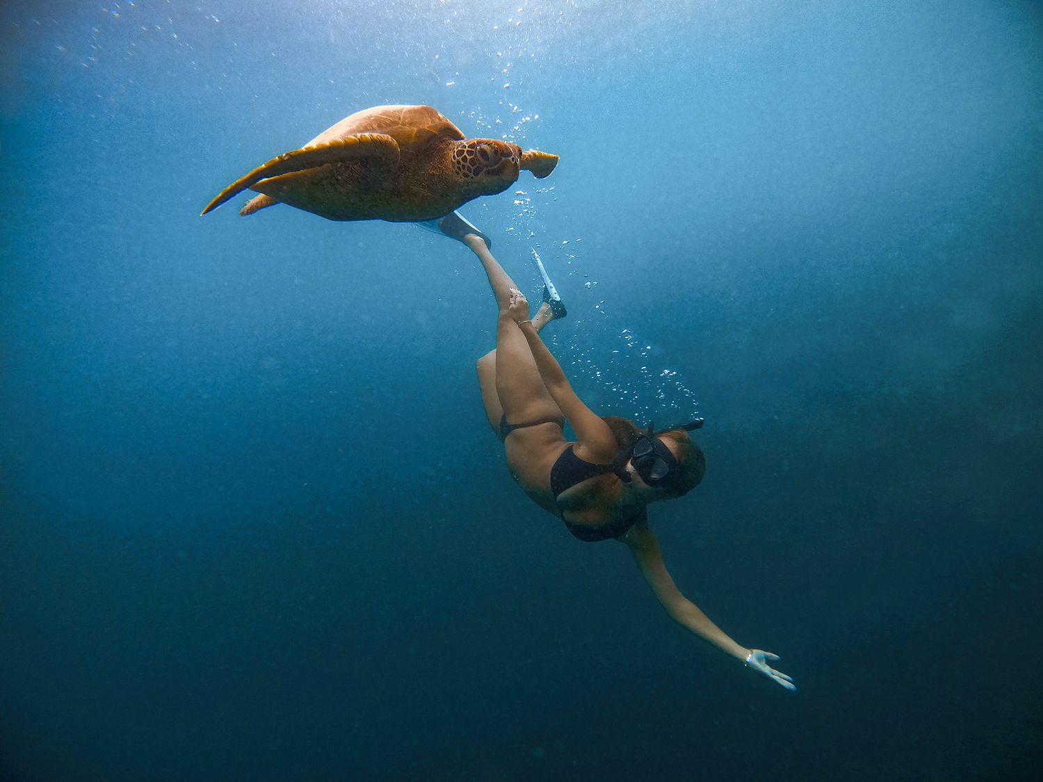 Underwater photographer reaches toward sea turtle while swimming in deep blue ocean.