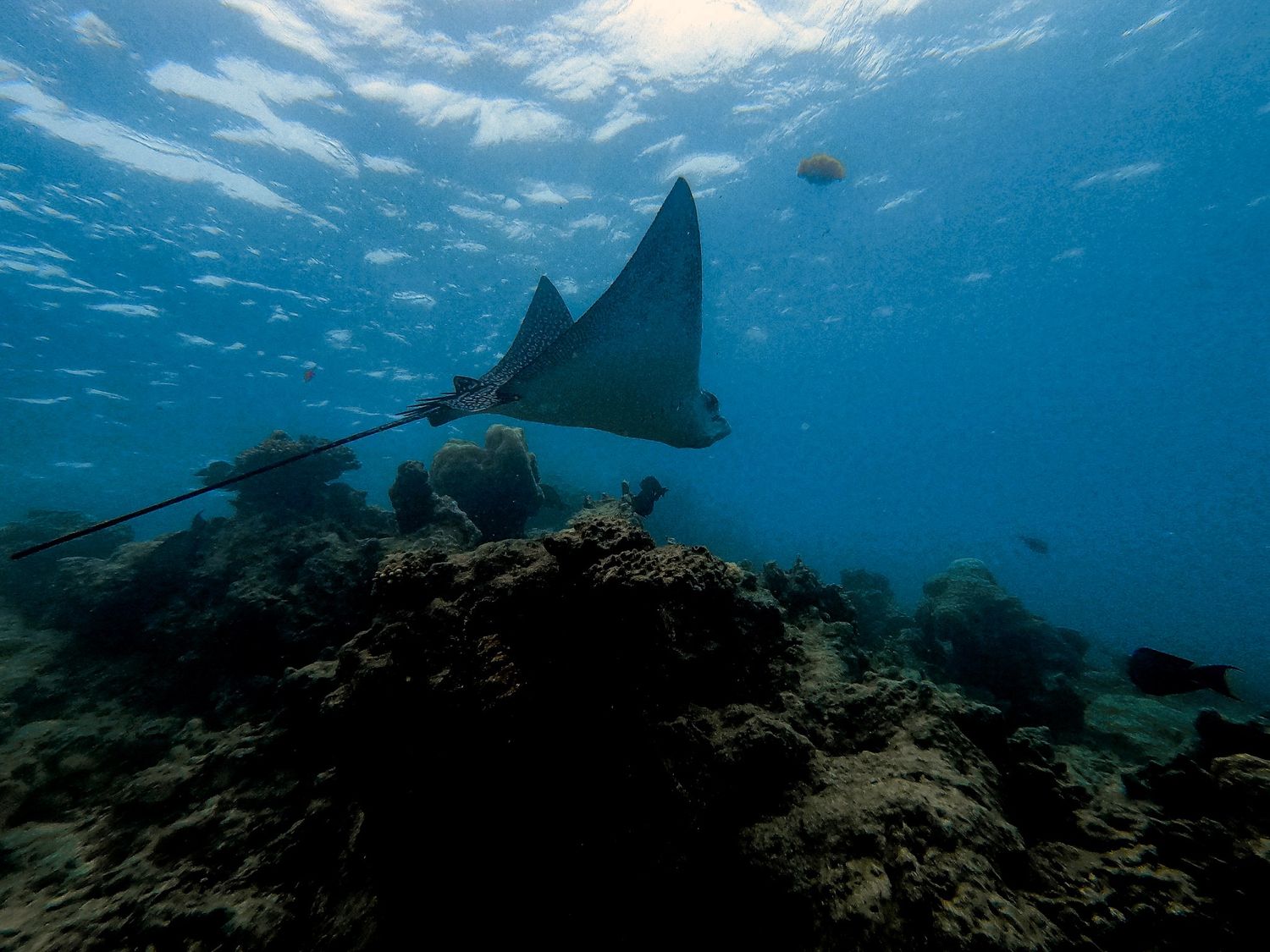 Manta ray glides over coral reef in deep blue underwater scene.