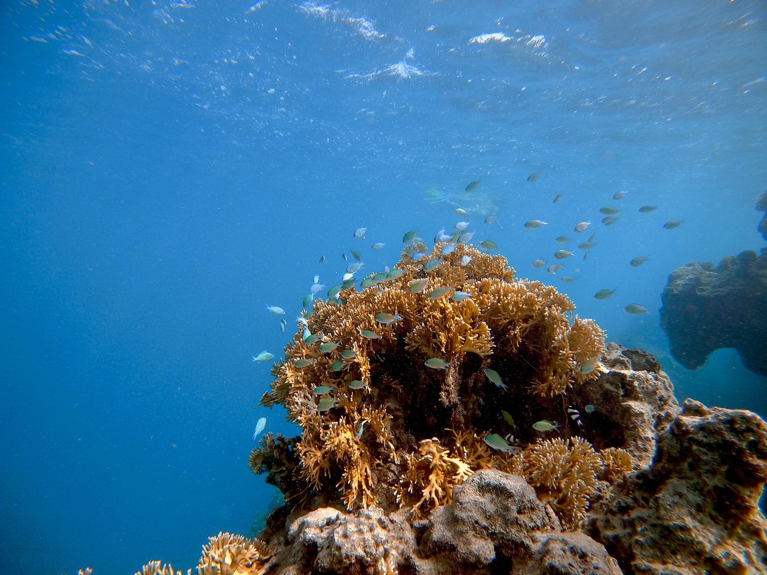 Brown coral formation teaming with small fish in bright blue tropical waters.
