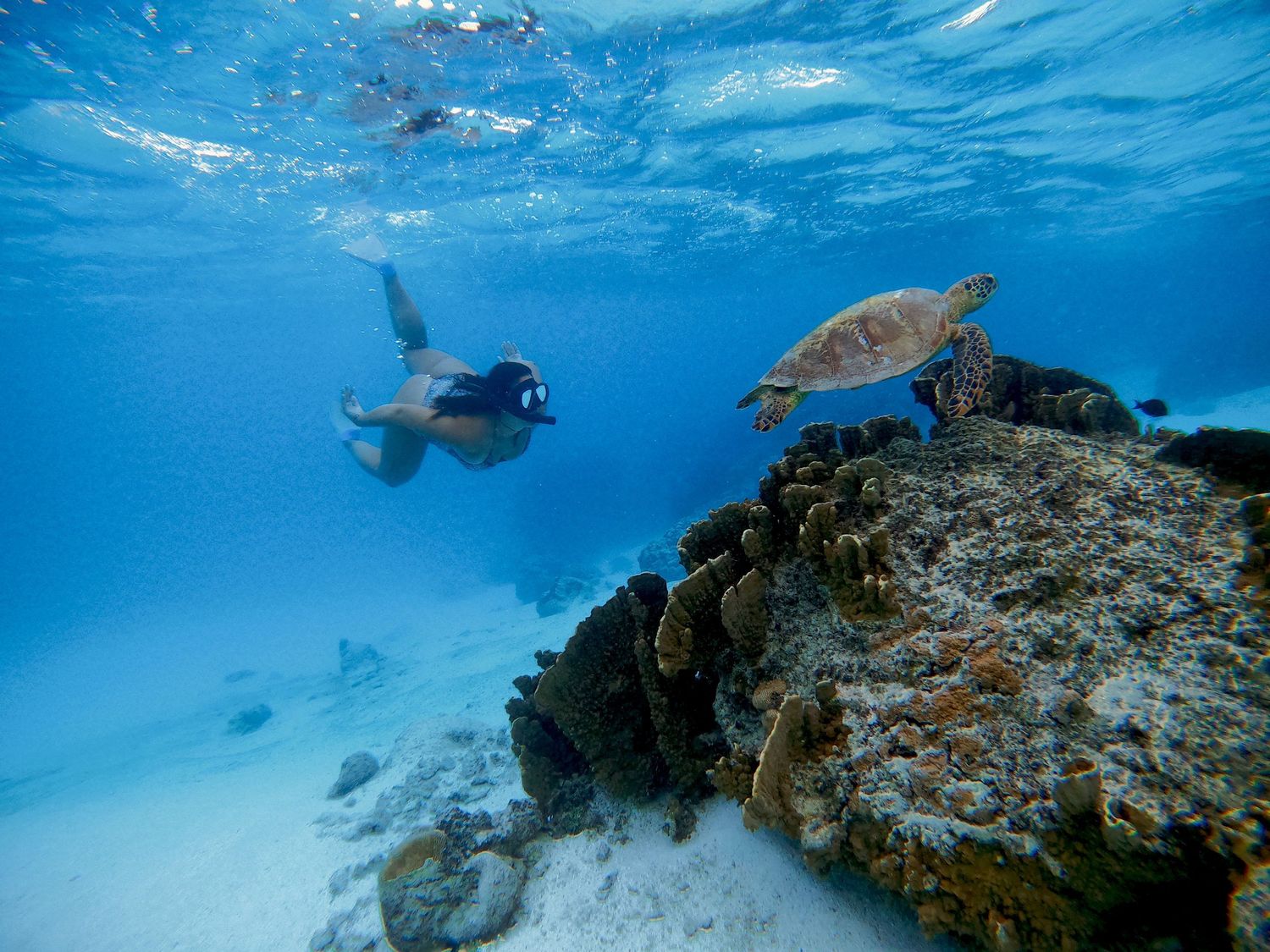 Snorkeler explores underwater reef formation with sea turtle swimming nearby in clear blue waters.