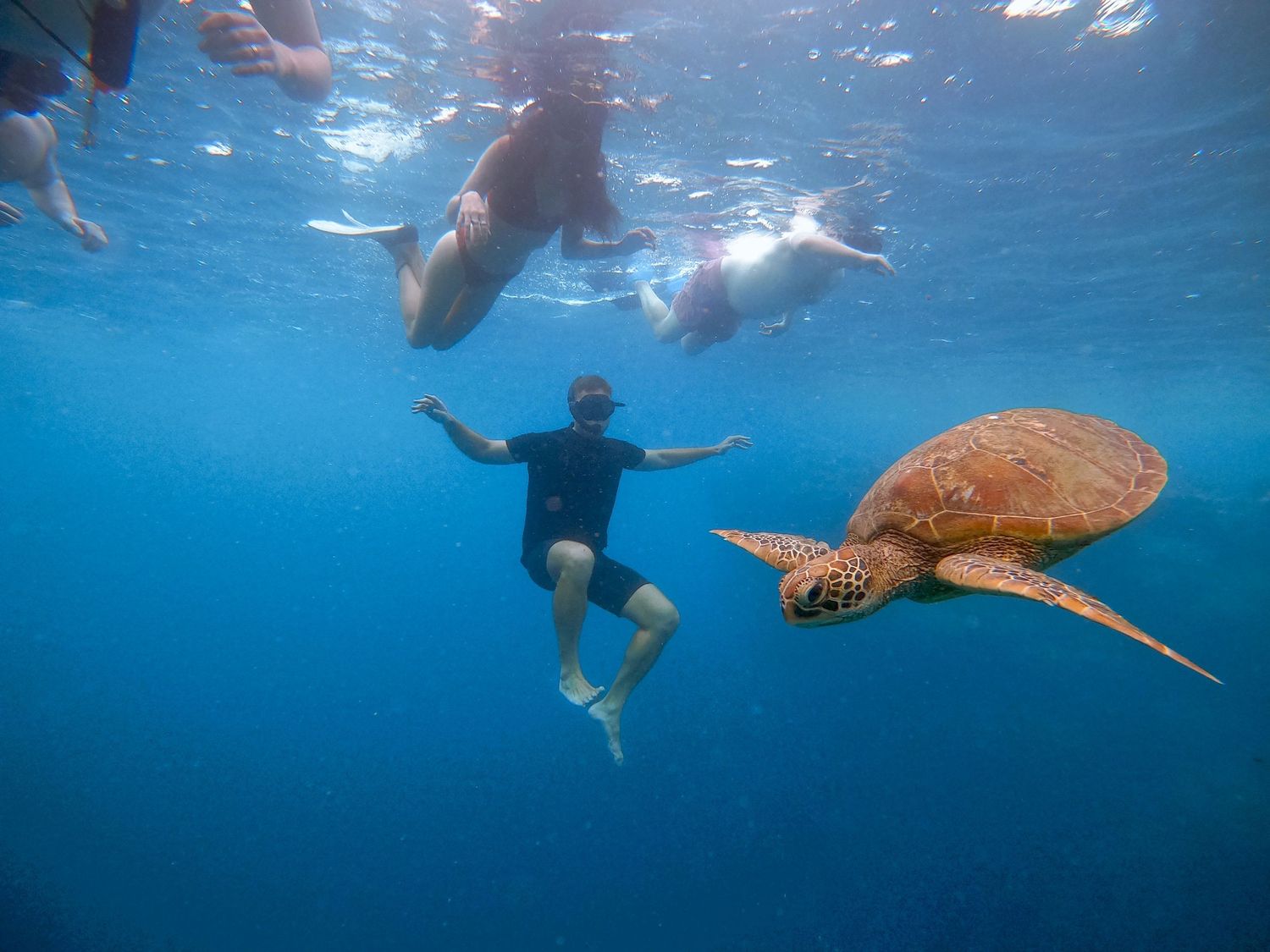 A sea turtle swims alongside snorkelers in clear turquoise ocean waters.