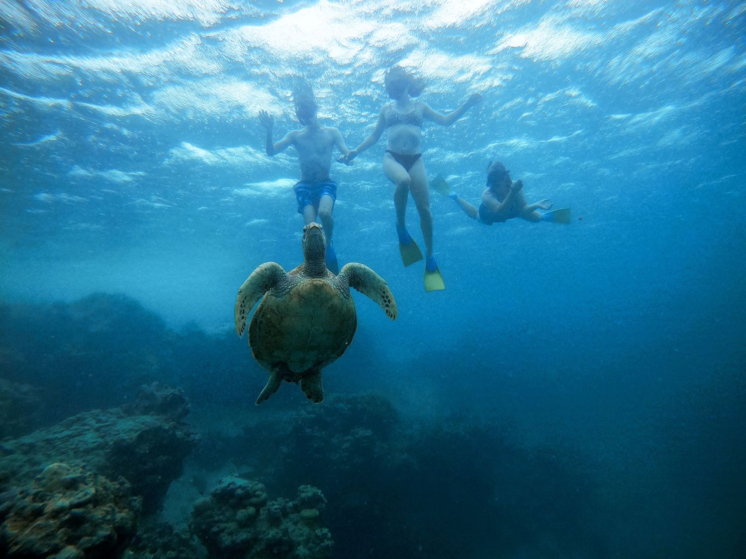 A green sea turtle swims near coral reef as snorkelers float above in crystal waters.
