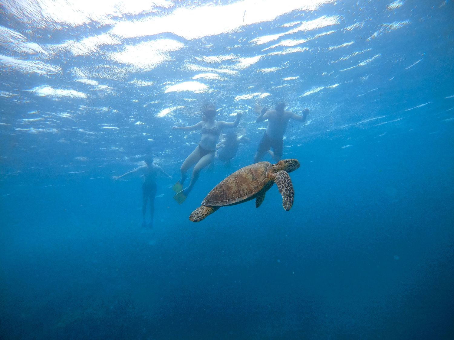 A large sea turtle glides through blue waters as snorkelers observe from above.