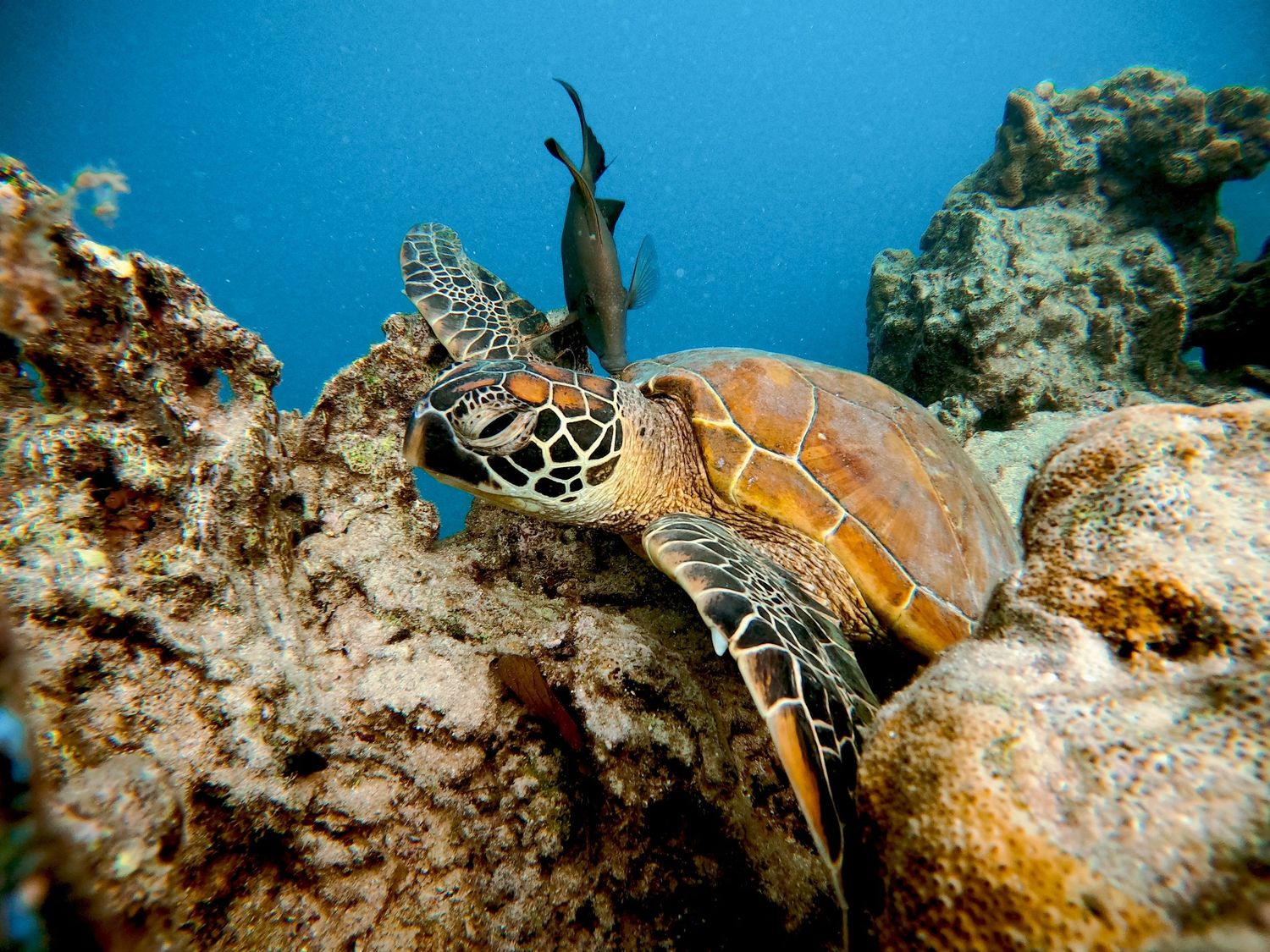Close-up of a green sea turtle resting on coral reef in clear ocean waters.