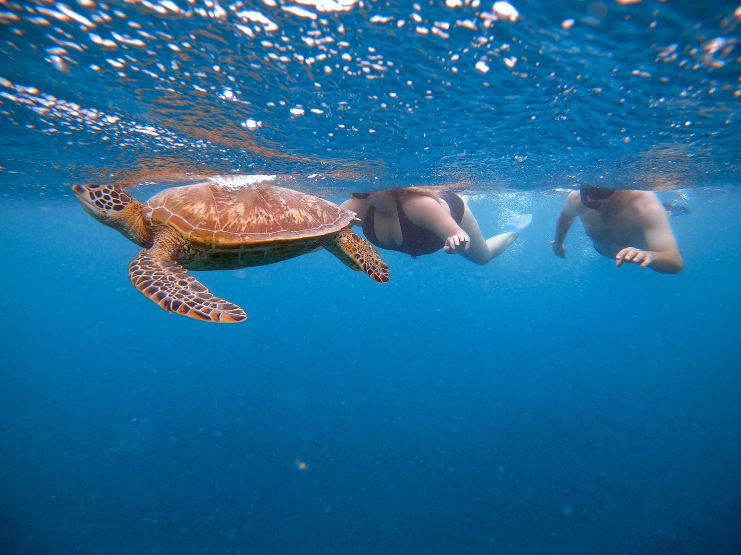 A green sea turtle glides through blue waters near snorkelers on surface.