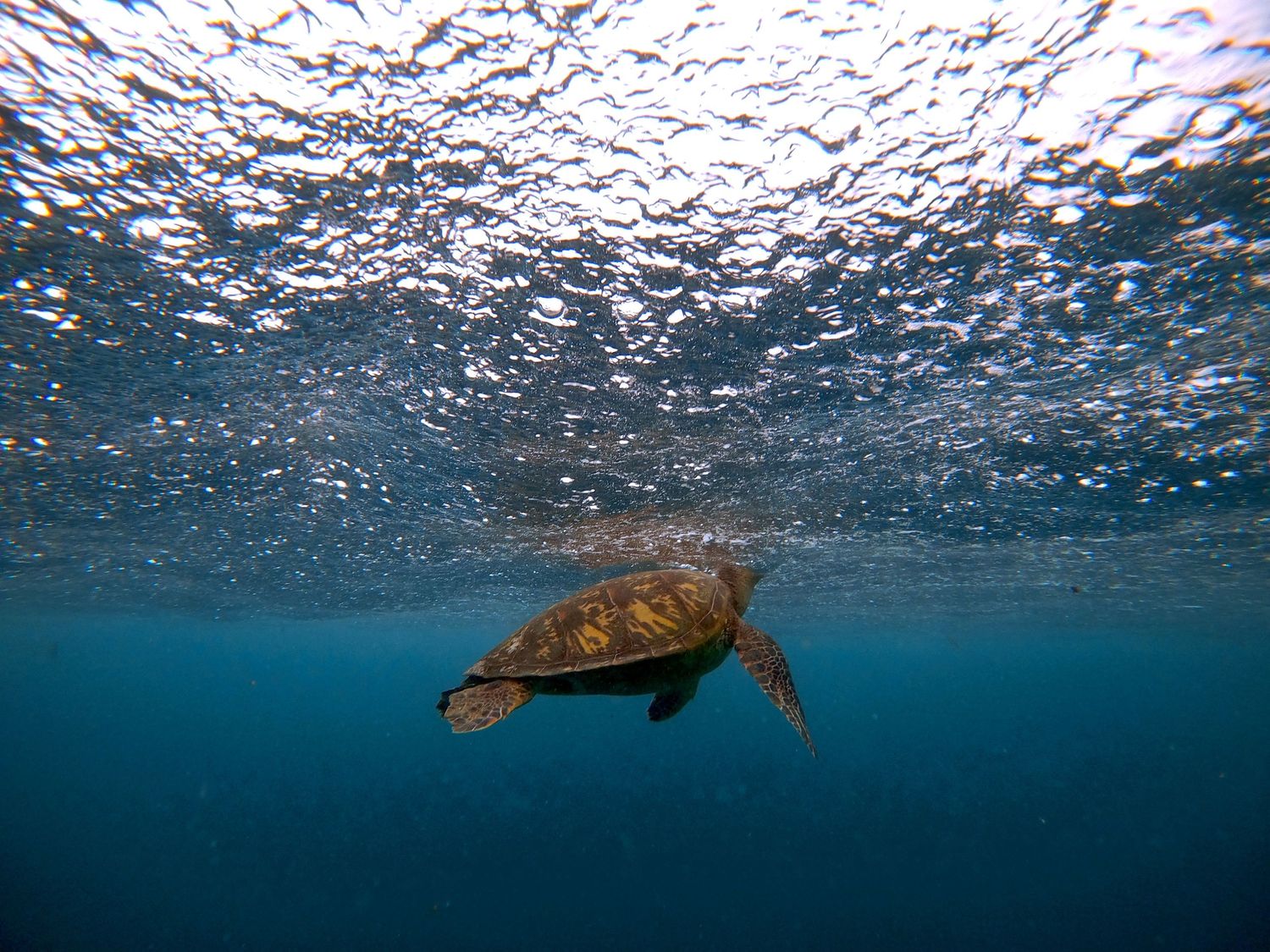 Sea turtle glides gracefully beneath the rippling ocean surface in crystal clear blue water.