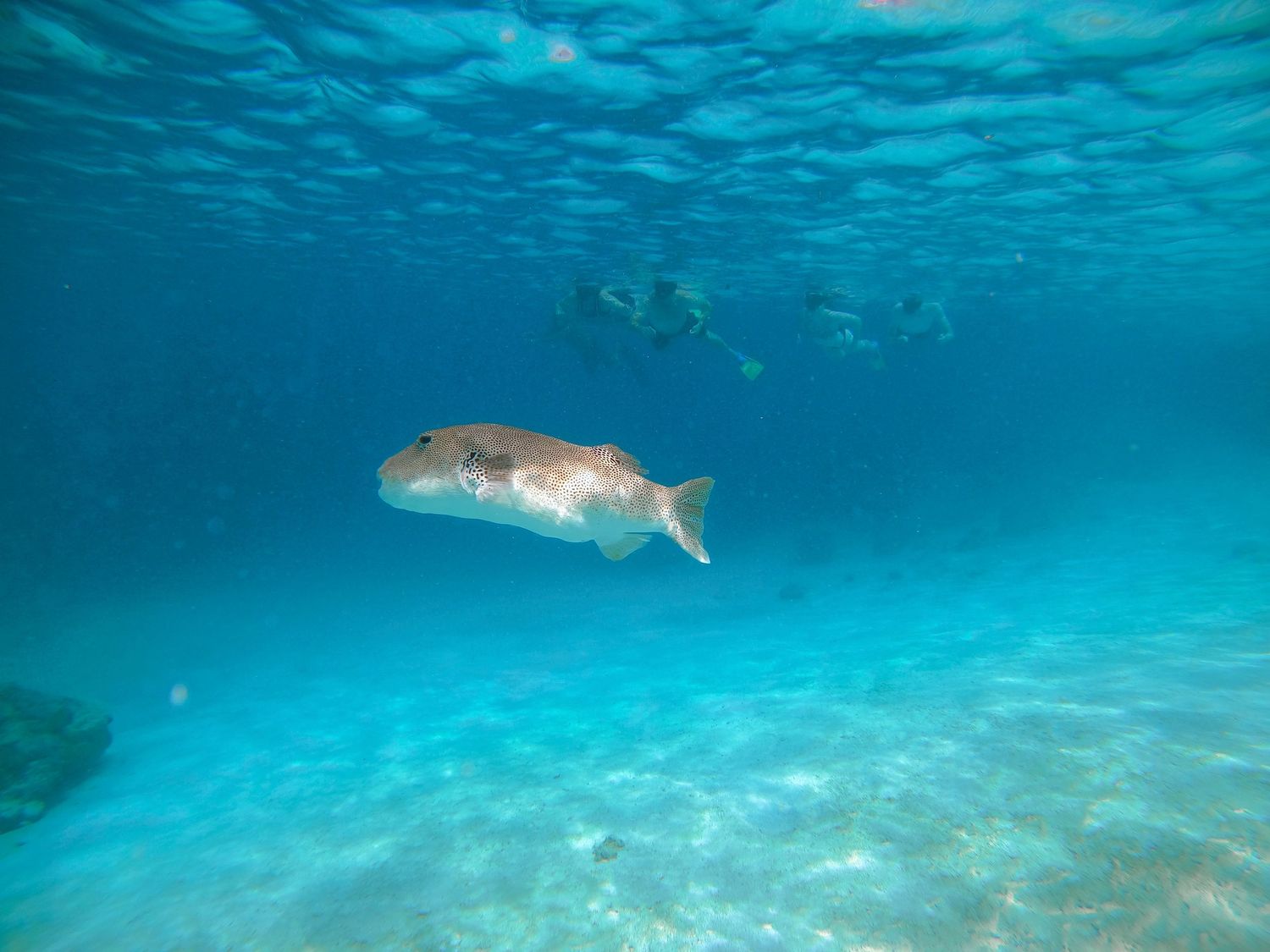 A pufferfish swims in shallow turquoise waters over sandy ocean floor.