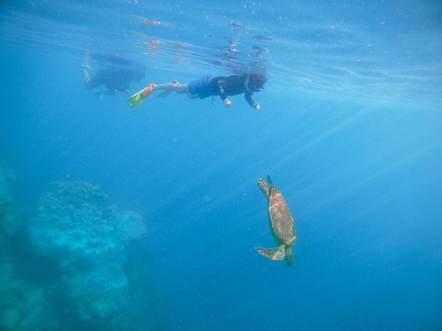A sea turtle swims beneath snorkelers in crystalline tropical waters.