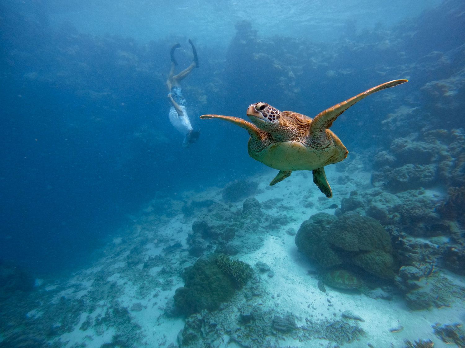 A sea turtle glides through clear blue waters above a coral reef with a diver in the background.