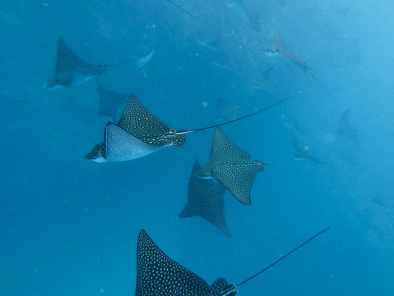 Group of spotted eagle rays gracefully swimming through blue ocean waters.