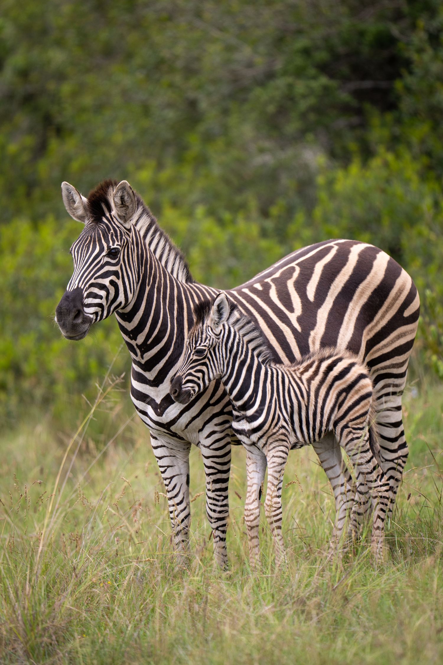 Group of zebras standing together in savanna showing distinctive stripe patterns.