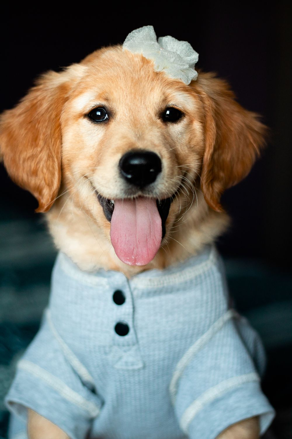 golden retriever modeling dog accessories