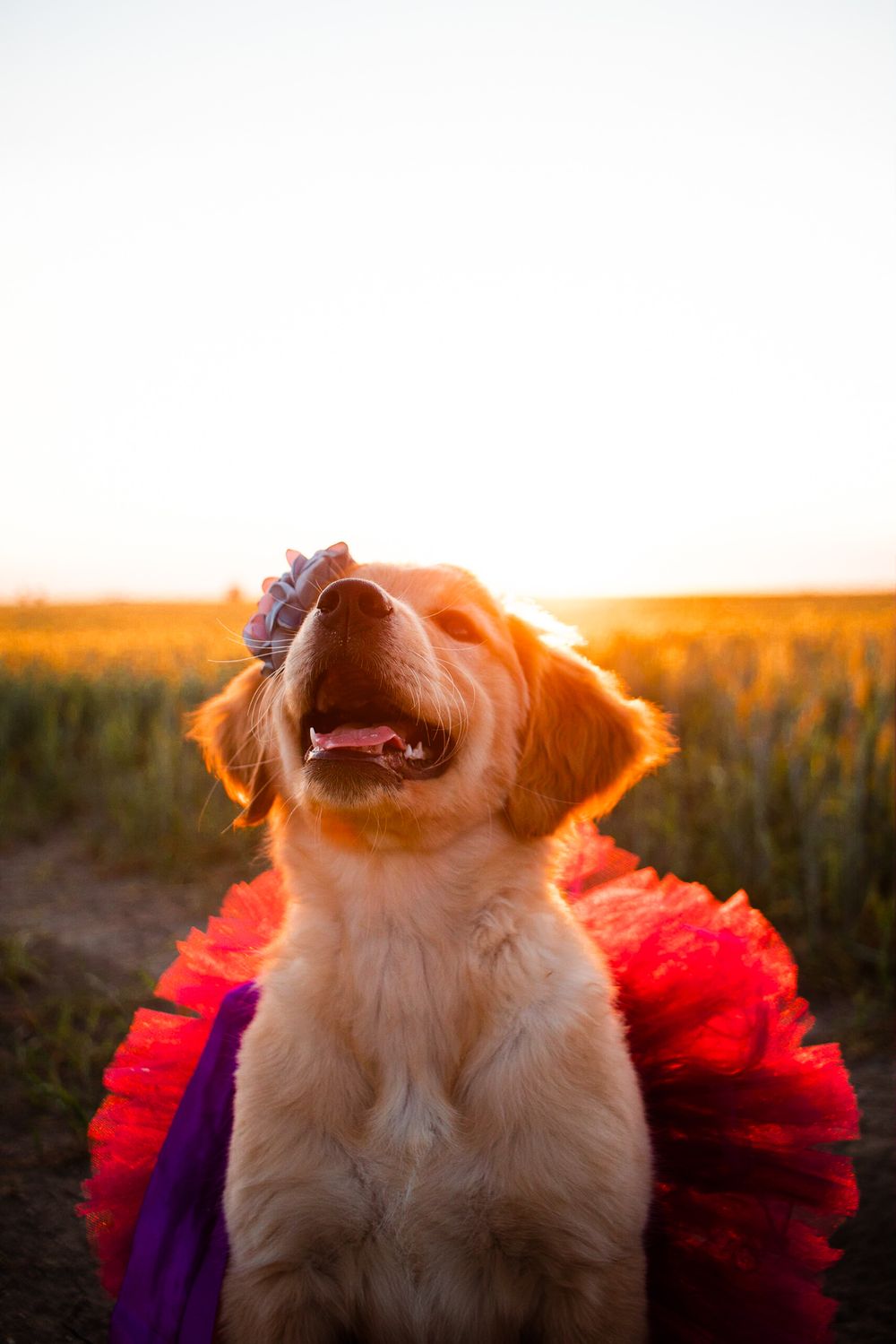 golden retriever modeling dog accessories