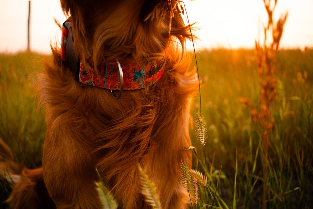 golden retriever modeling dog accessories