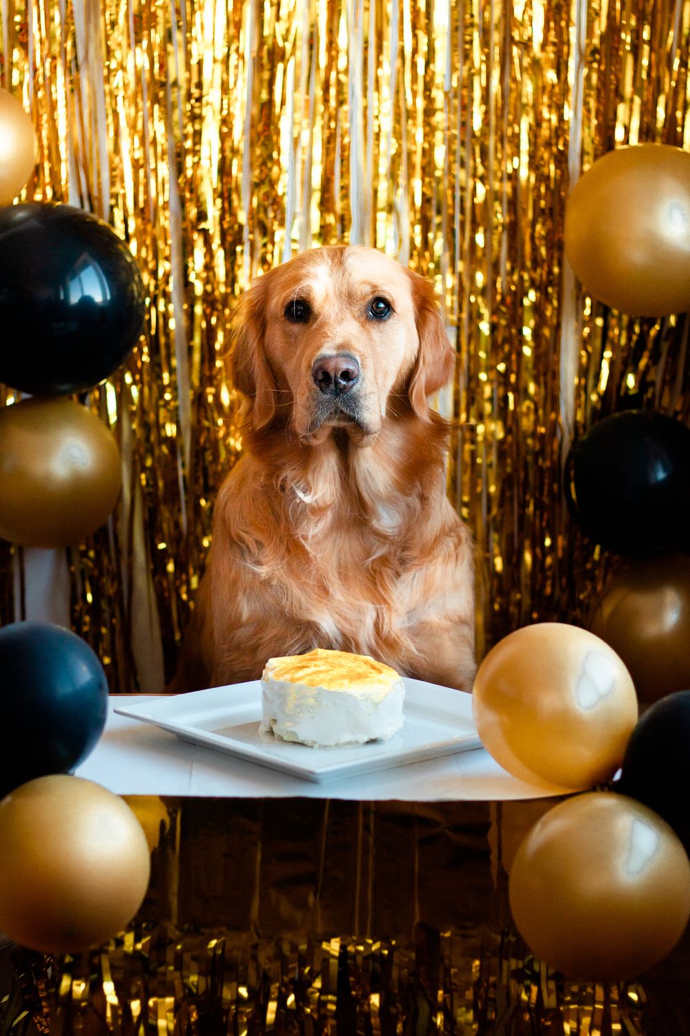 pet photography inspiration golden retriever birthday party
