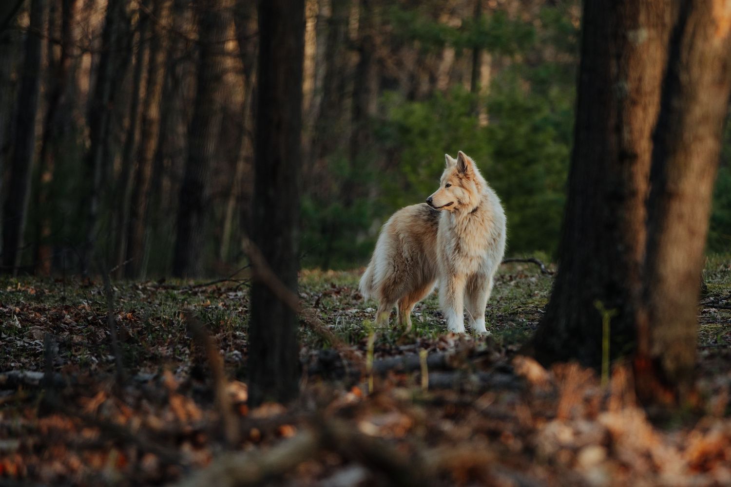 Metro Detroit Pet Photographer captures Beautiful white wolf standing alert in a forest with autumn leaves on the ground.