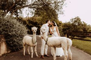 Wedding party poses for photos on a tree-lined path in warm sepia tones.