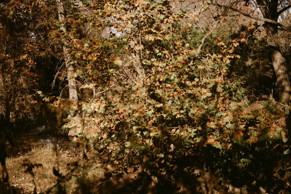 Sunlight filters through autumn trees with golden leaves creating a warm woodland scene.