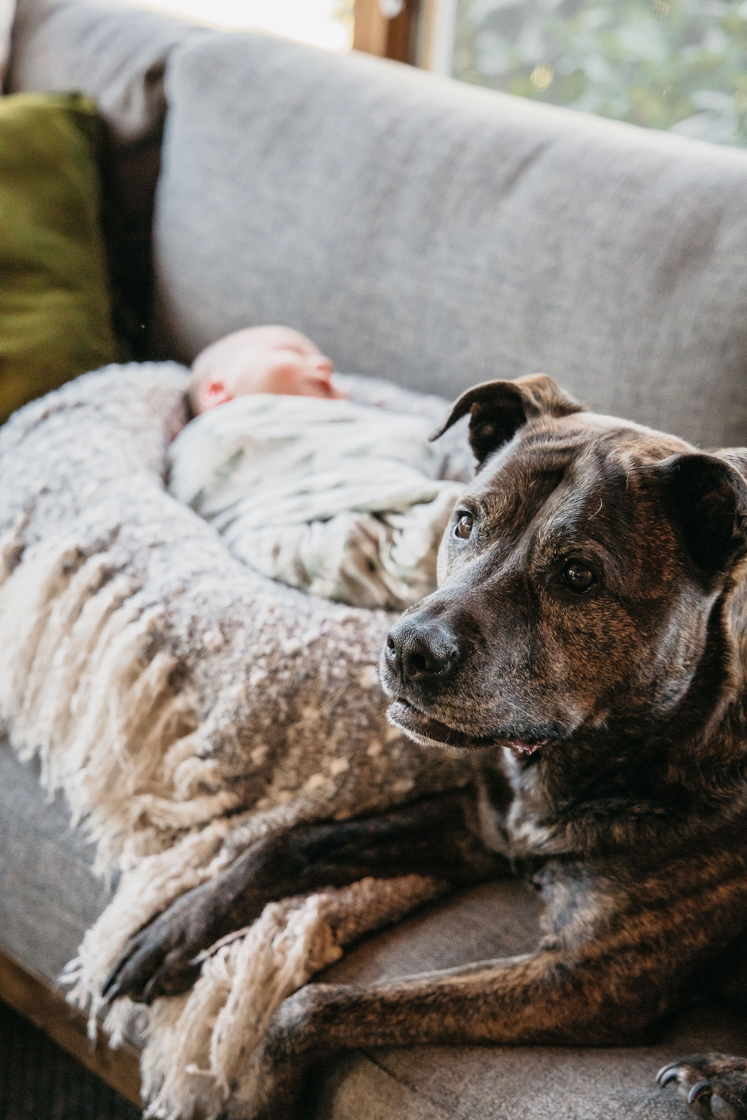 Family Newborn Photos PA