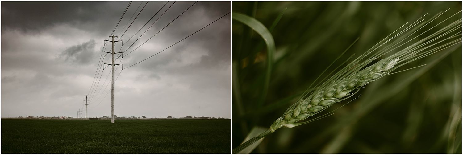 Split image showing a power line tower against dark clouds and a detailed wheat stalk macro shot.