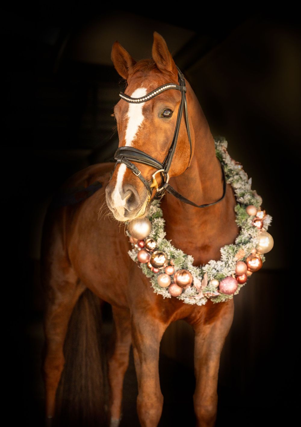 A chestnut horse with a Christmas wreath around its neck, with a dark background photograph.