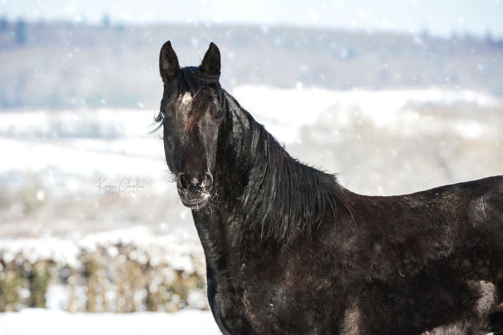 Black horse in the winter snow.