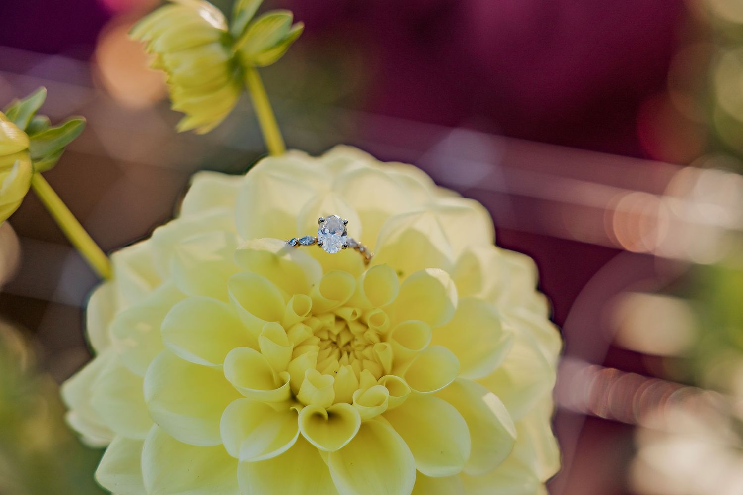 Engagement Photographer, Engagement Photography, Professional Photography