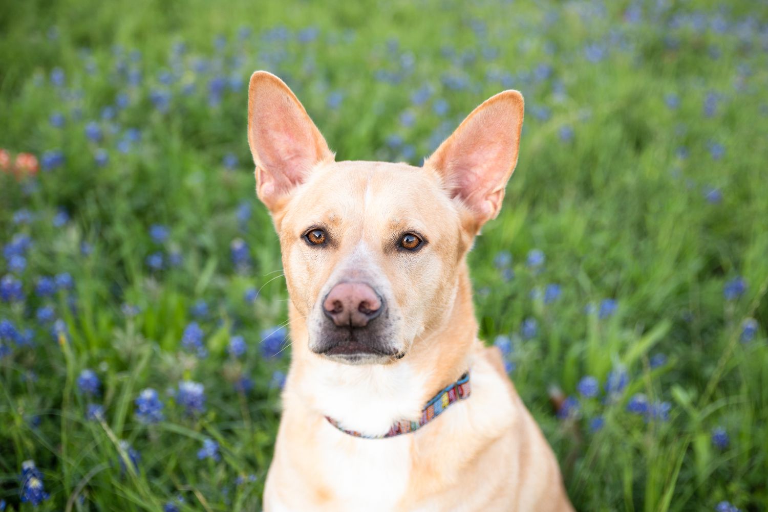 Tan mixed breed dog with pointy ears sits alertly in field of blue wildflowers wearing collar.
