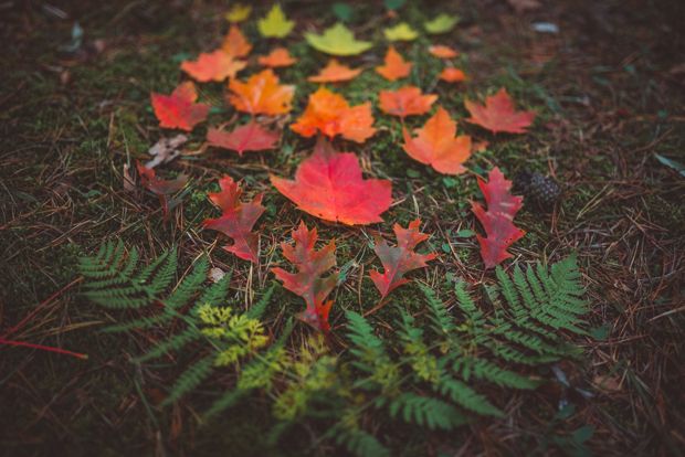 Vibrant autumn maple leaves and ferns arranged in a circular pattern on dark forest ground.