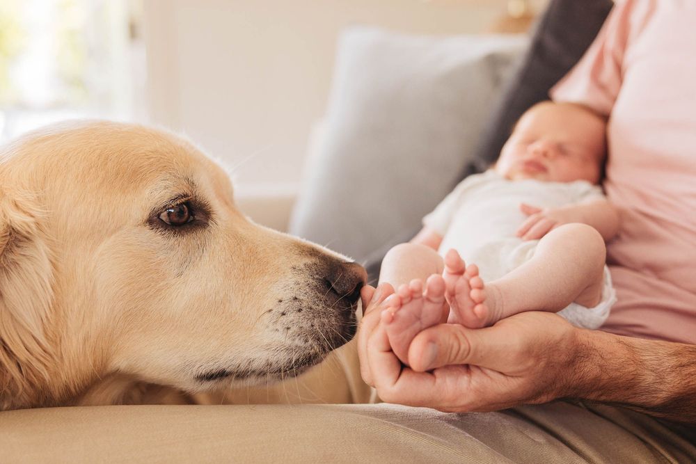 A row of sequential images showing a person's hand petting and scratching a golden colored dog's head and chin.