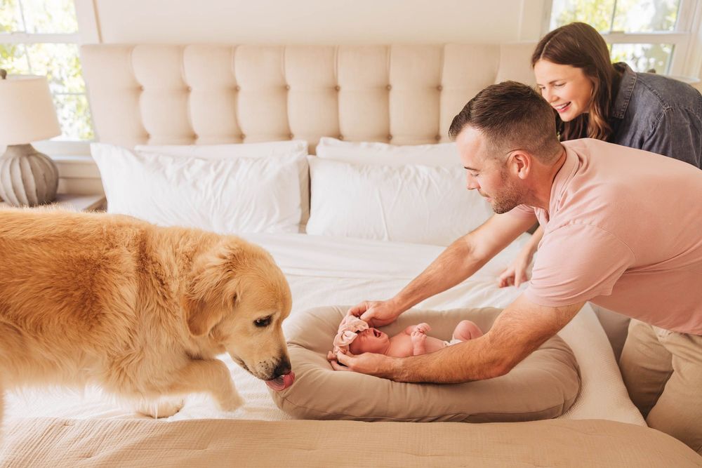 A golden retriever dog laying comfortably on a couch with someone relaxing in the background.