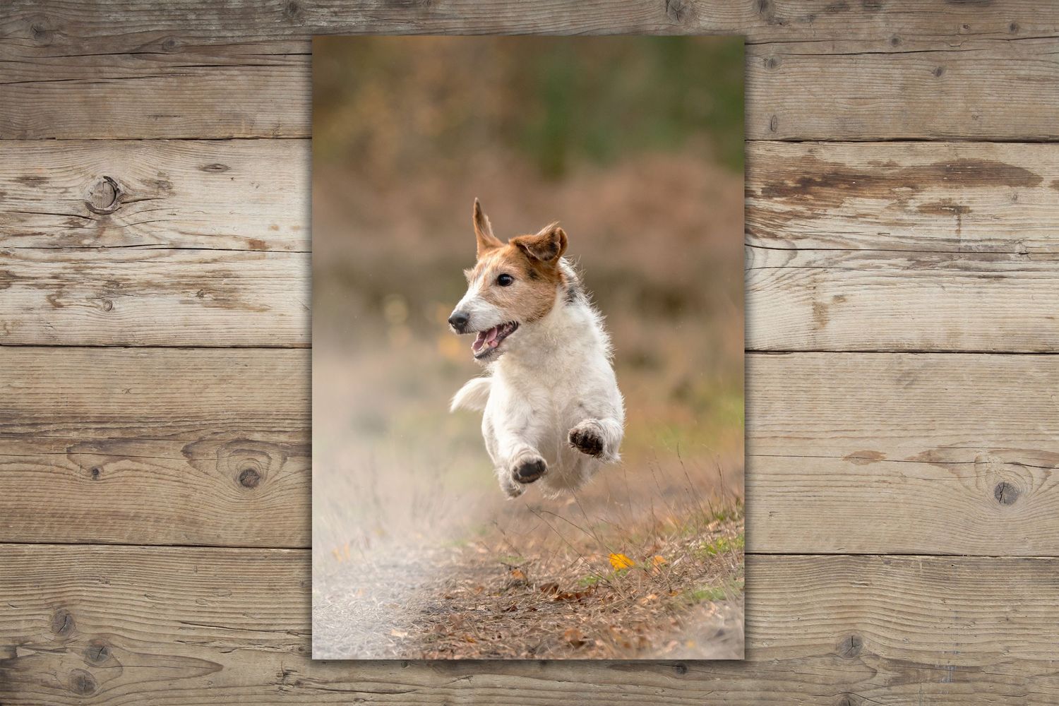 Jack Russell terrier running energetically on a dirt path with blurred background.