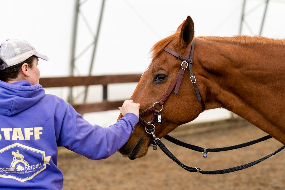 staff reaches out to fix the halter on a horse