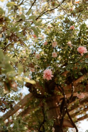 Close up of the roses on the pergola at Euridge Manor, luxury Cotswolds wedding venue