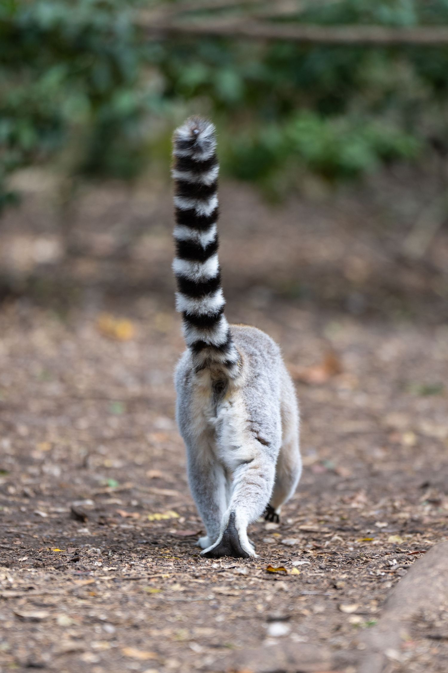 Ring-tailed lemur walking with its distinctive striped tail shown from behind.