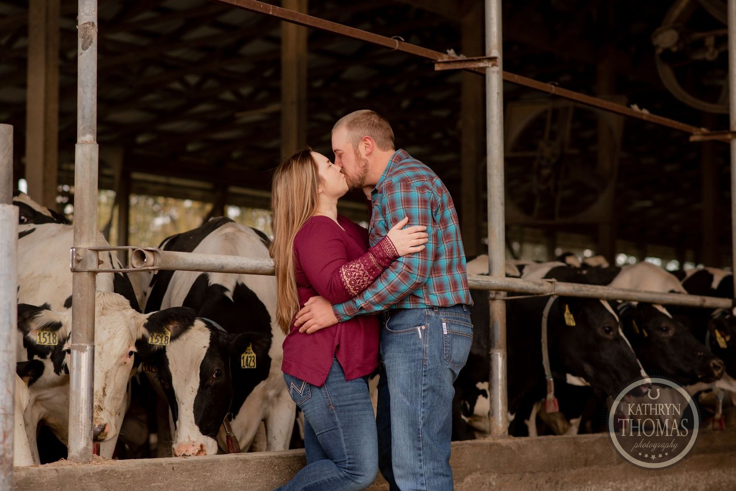 Romantic dairy barn photoshoot with couple embracing as cows watch from their stalls.