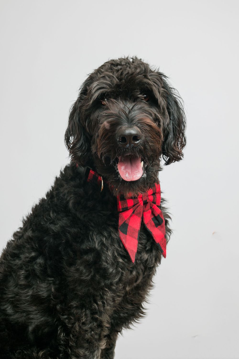 Pet Photography in midwest Oxford Iowa in sage and ivy studio