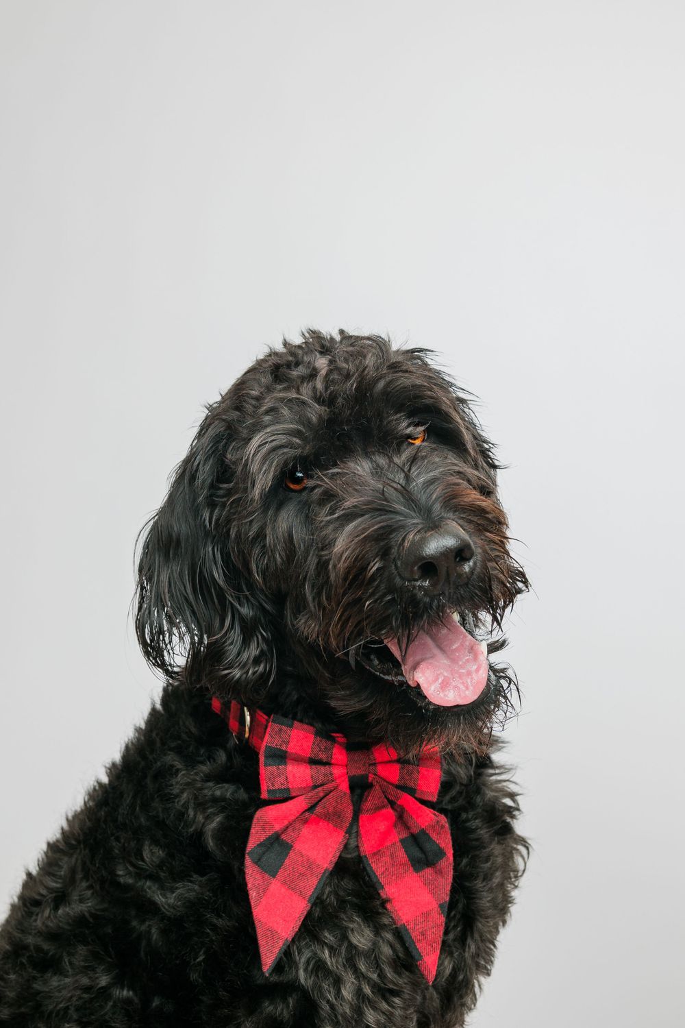 Pet Photography in midwest Oxford Iowa in sage and ivy studio