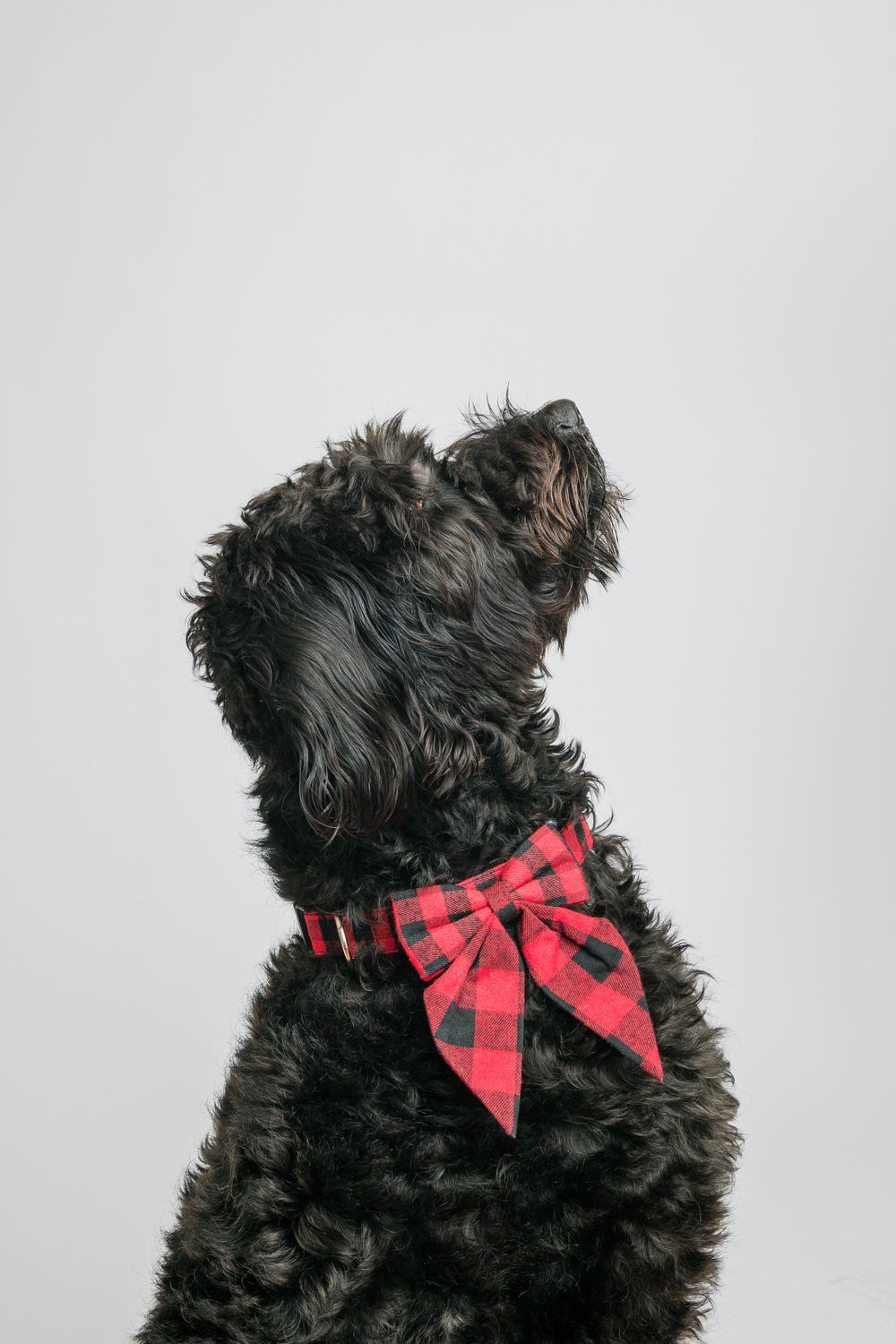 Pet Photography in midwest Oxford Iowa in sage and ivy studio