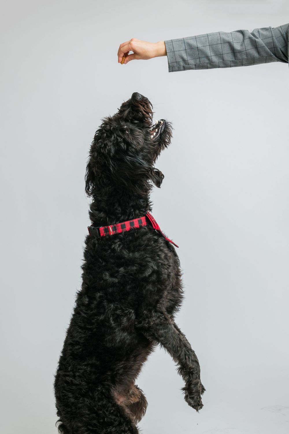 Pet Photography in midwest Oxford Iowa in sage and ivy studio labradoodle