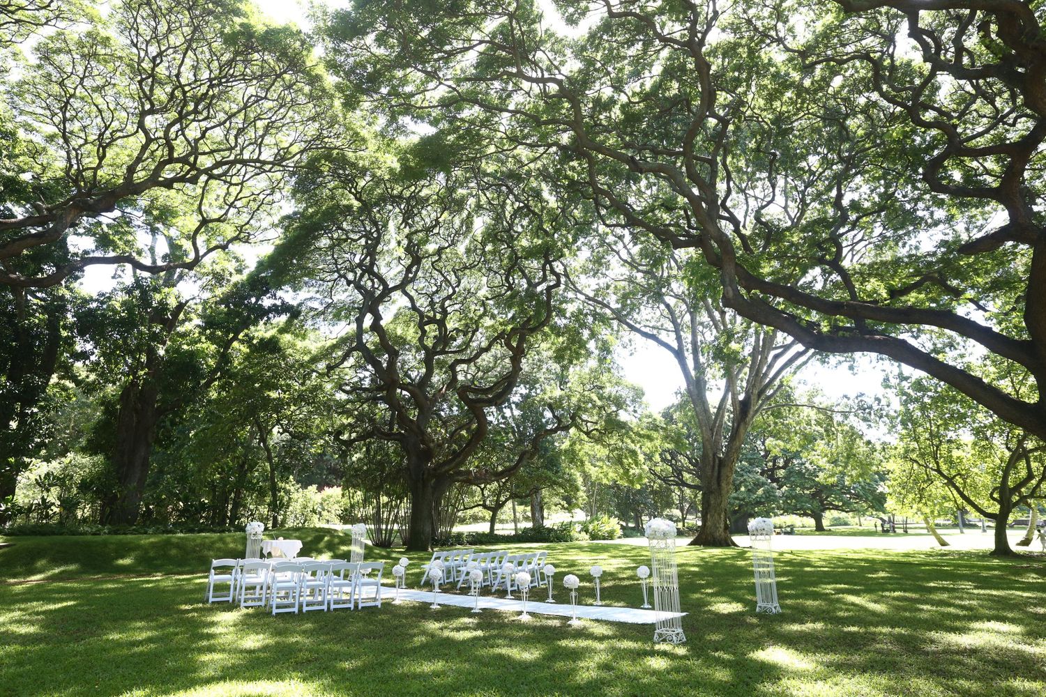 Outdoor wedding ceremony setup with white chairs arranged under sprawling tropical trees.