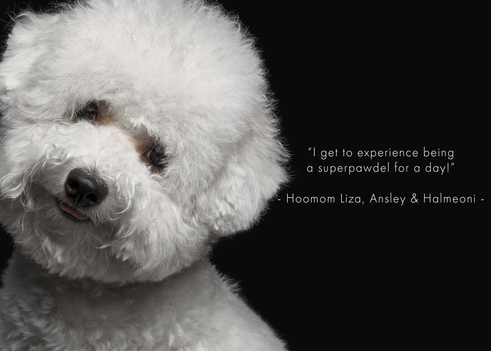 Bichon Frise Black Background