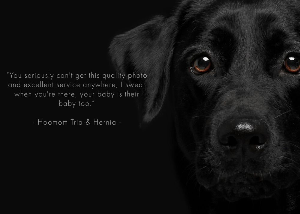 Black Dog Black Background