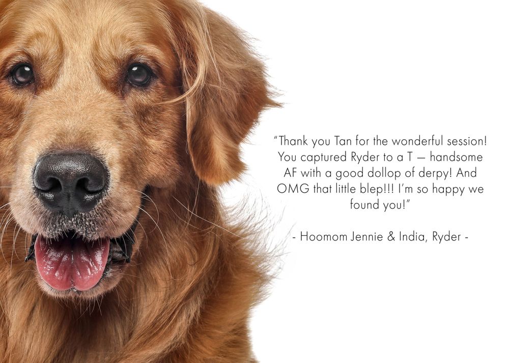 Golden Retriever photography
